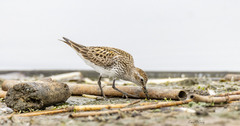 Calidris fuscicollis