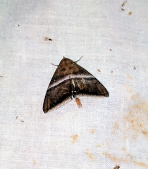 Parallelia calefaciens