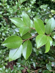 Camellia brevistyla