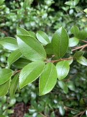Camellia brevistyla