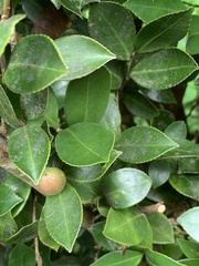 Camellia brevistyla
