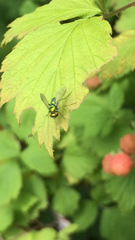 Condylostylus comatus
