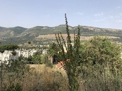 Verbascum galilaeum
