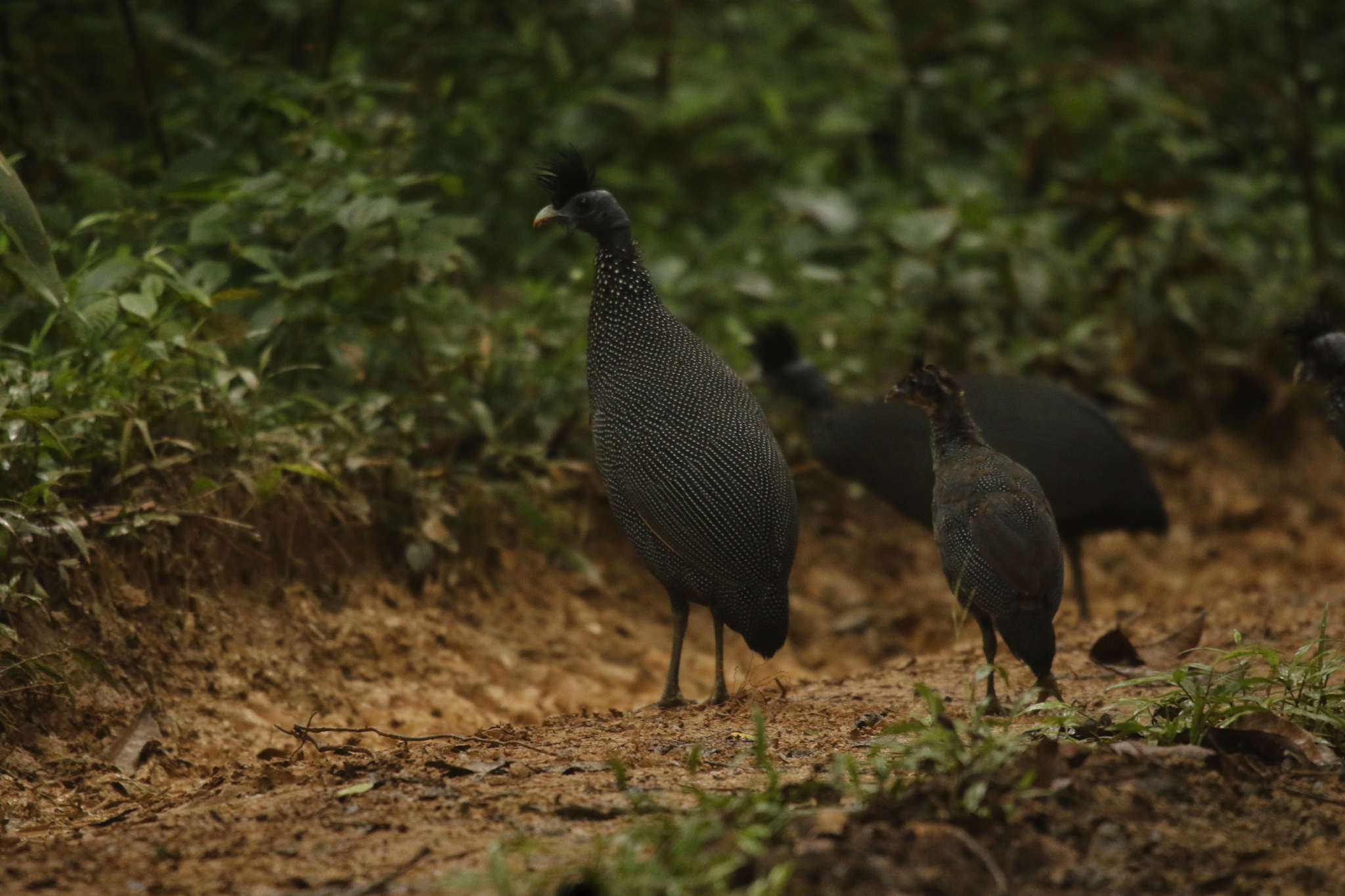 Plumed Guineafowl (Guttera plumifera), photo 3