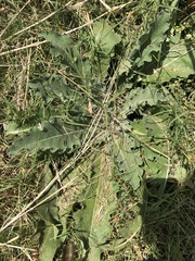 Verbascum galilaeum