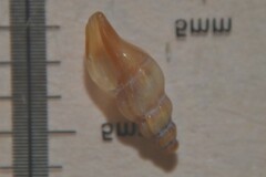 Mangelia