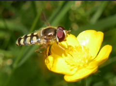 Lapposyrphus lapponicus