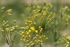 Senecio venosus