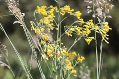 Senecio venosus