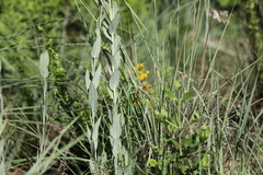 Senecio venosus