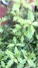 Osmanthus heterophyllus