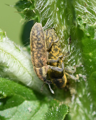 Lixus filiformis