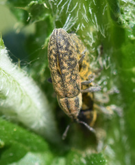 Lixus filiformis