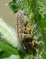 Lixus filiformis