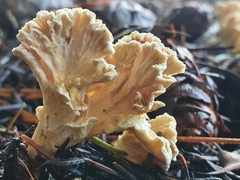 Cantharellus insignis