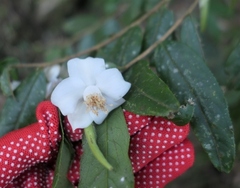 Camellia salicifolia