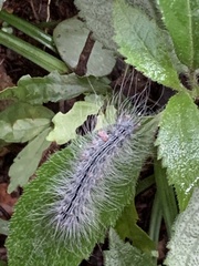 Chrysaeglia magnifica