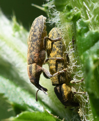 Lixus filiformis
