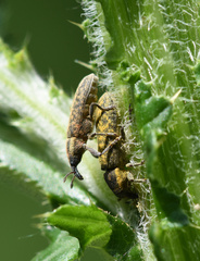 Lixus filiformis
