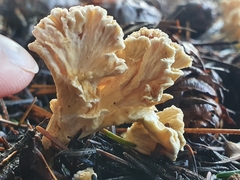 Cantharellus insignis