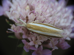 Pleurota aristella