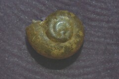 Perpolita hammonis