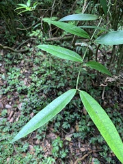Gardneria multiflora