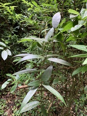 Gardneria multiflora
