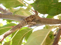 Cicadatra