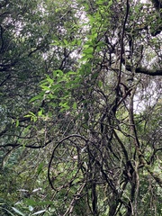 Gardneria multiflora