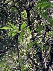 Gardneria multiflora