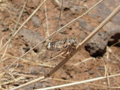 Cicadatra platyptera