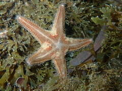 Astropecten spinulosus