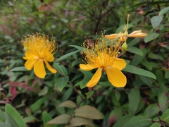 Hypericum monogynum