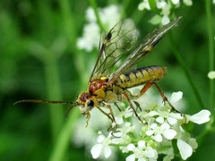 Tenthredopsis nassata