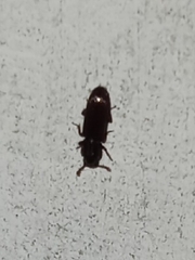 Bothrideridae
