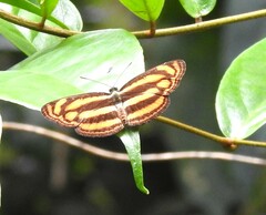Lasippa tiga siaka