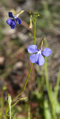 Lobelia tenuior
