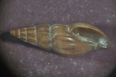 Bela