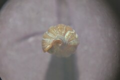 Bela