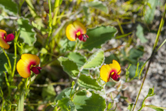 Isotropis cuneifolia