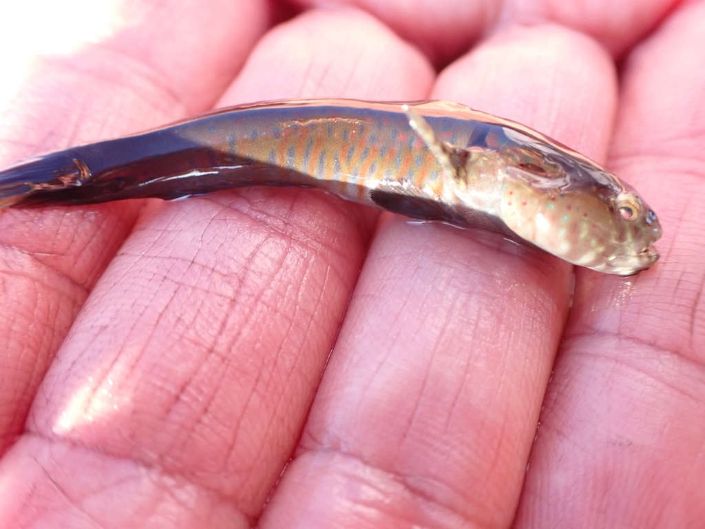 Crested oystergoby (Cryptocentroides gobioides) — Gobiidae