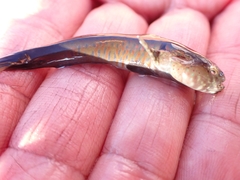 Cryptocentroides gobioides