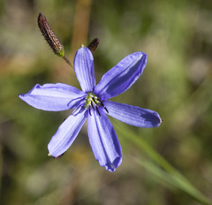 Agrostocrinum hirsutum