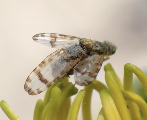 Ragwort Fly, Lexmond, Lexmond, South Holland, NL, photo 10 of 10