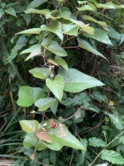 Vitis kelungensis