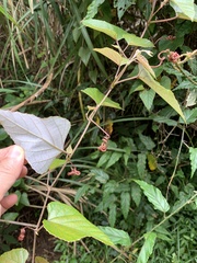 Vitis kelungensis