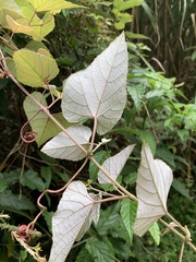 Vitis kelungensis