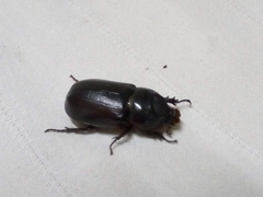 Oryctes rhinoceros