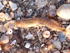 Omobranchus punctatus